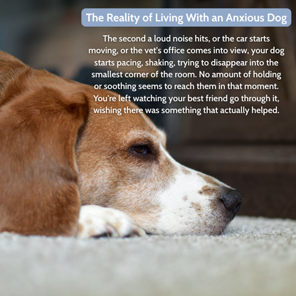 Lumy : The Original Calming Band For Anxious Dogs
