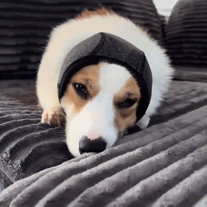 Lumy : The Original Calming Band For Anxious Dogs